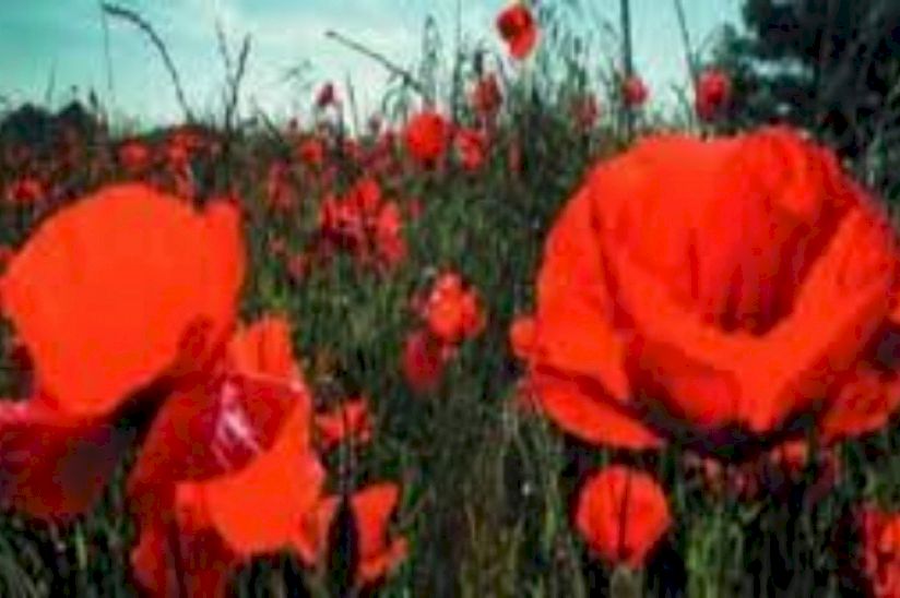 Poppyfields Poppyfields