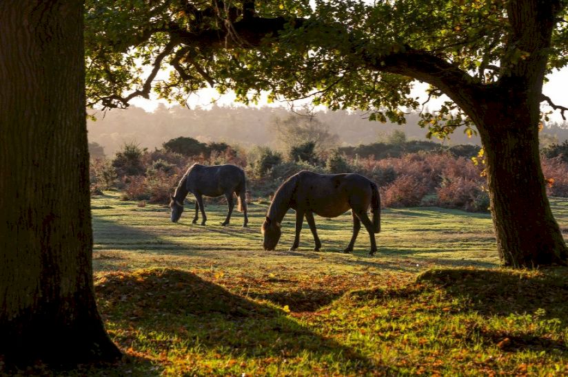 Green Hill Farm Holiday Village