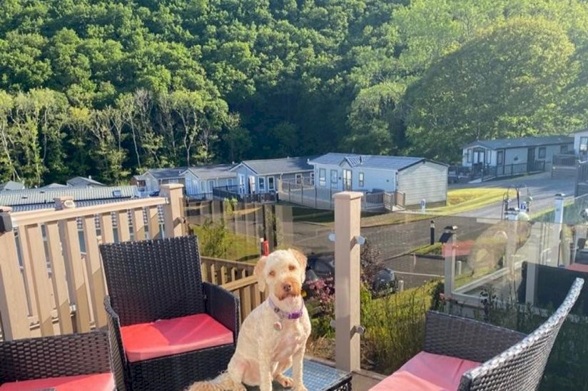 Pet Friendly Lodges Ceredigion Pet Friendly Lodges Ceredigion