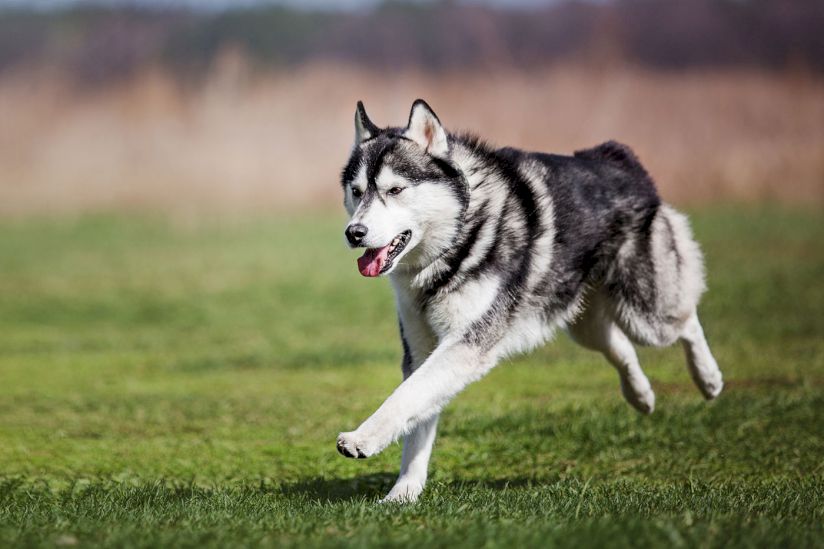 Silver Lakes Park Pet-Friendly Homes For Sale, Sussex Silver Lakes Park Pet-Friendly Homes For Sale, Sussex