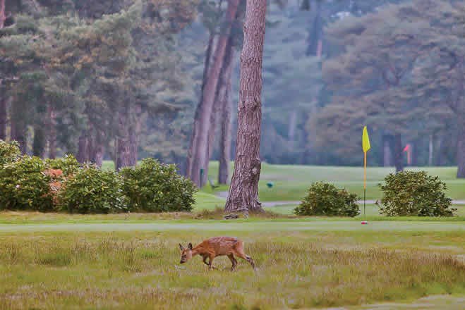 Lone Pine Park Golf Lone Pine Park Golf