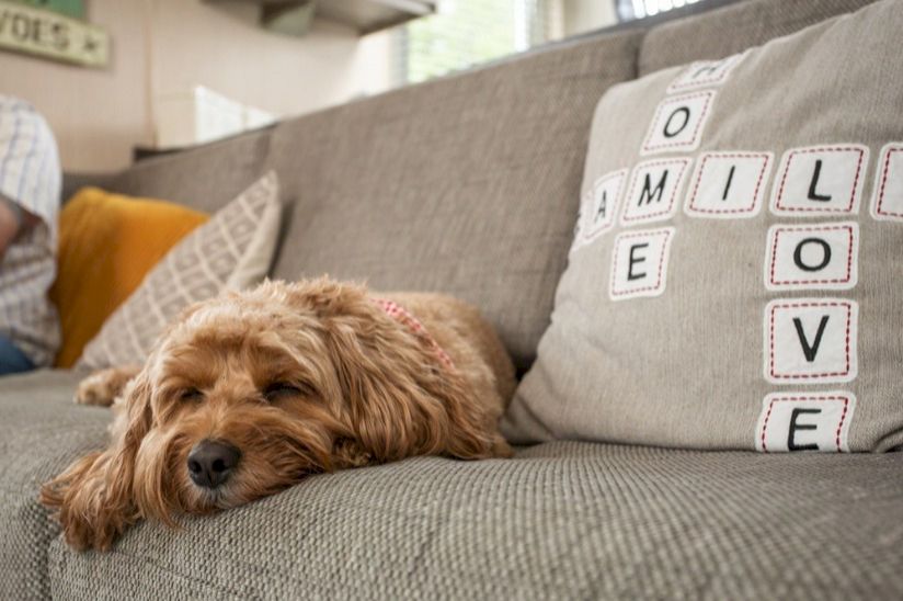 St Helens Coastal Resort Dog Friendly St Helens Coastal Resort Dog Friendly