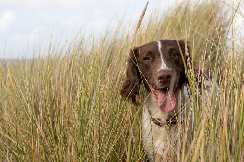 Hayling Island Dog Friendly Holidays Hayling Island Dog Friendly Holidays