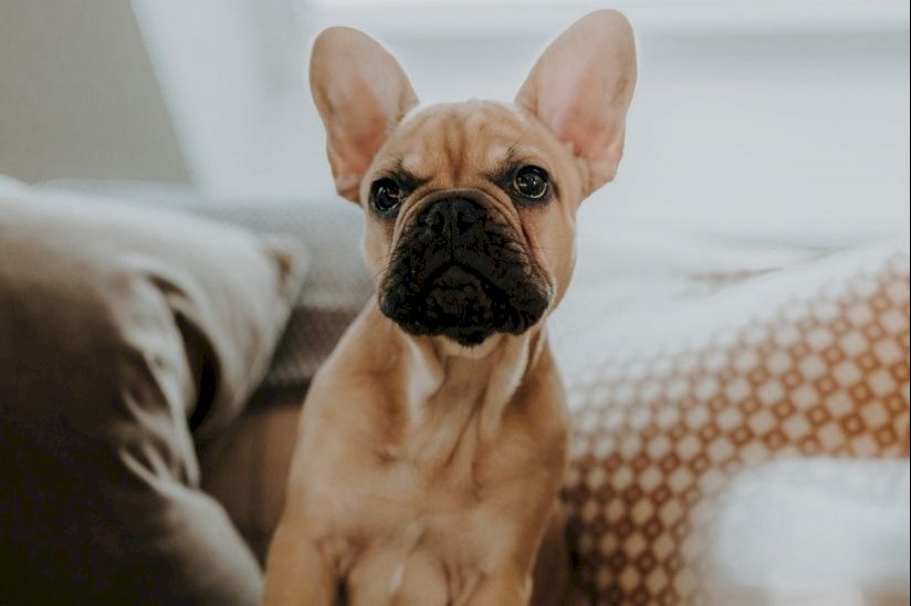 The Lakes Rookley Dog Friendly The Lakes Rookley Dog Friendly